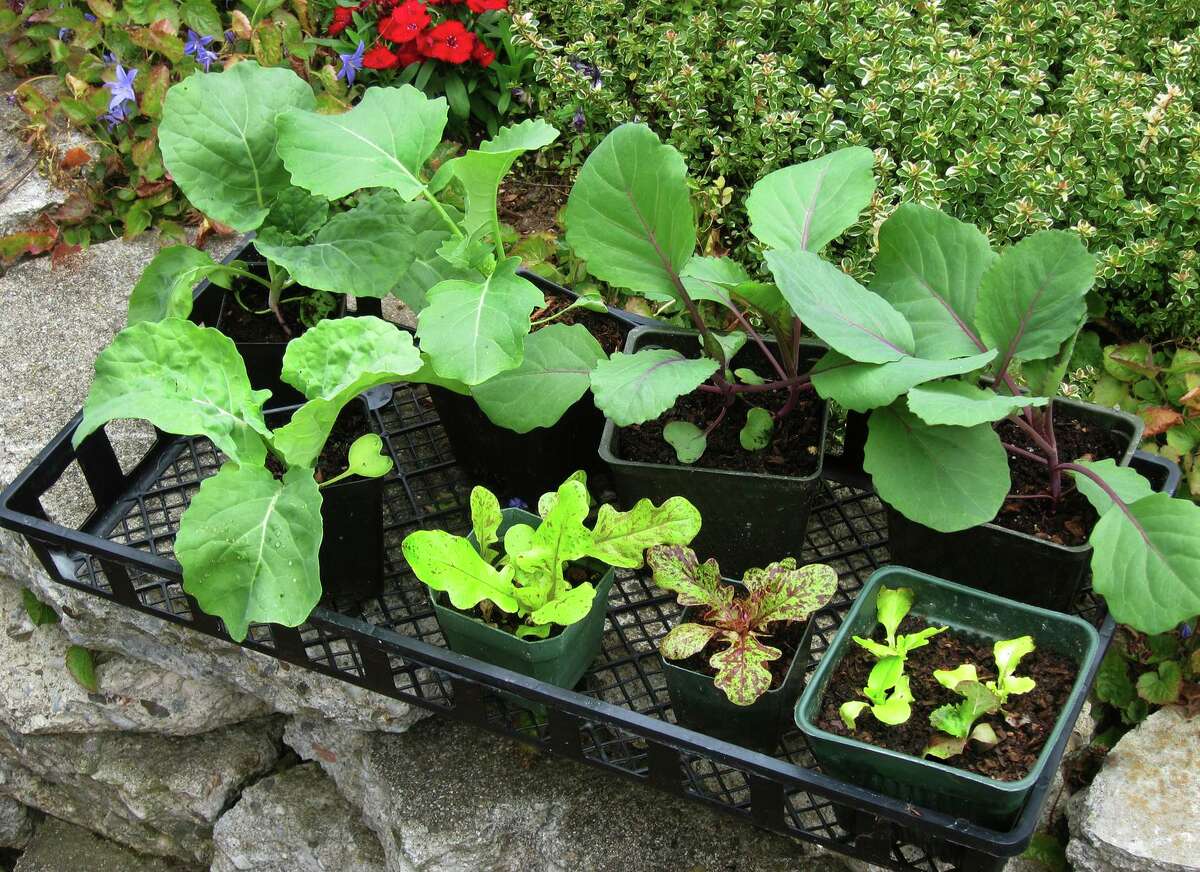 When your seedlings are almost ready to plant in the garden, begin to harden them off for outdoor survival.