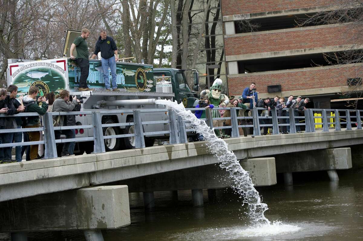 DNR Fisheries personnel plant 3,000 steelhead yearling fish in the Red Cedar River on MSU's campus.