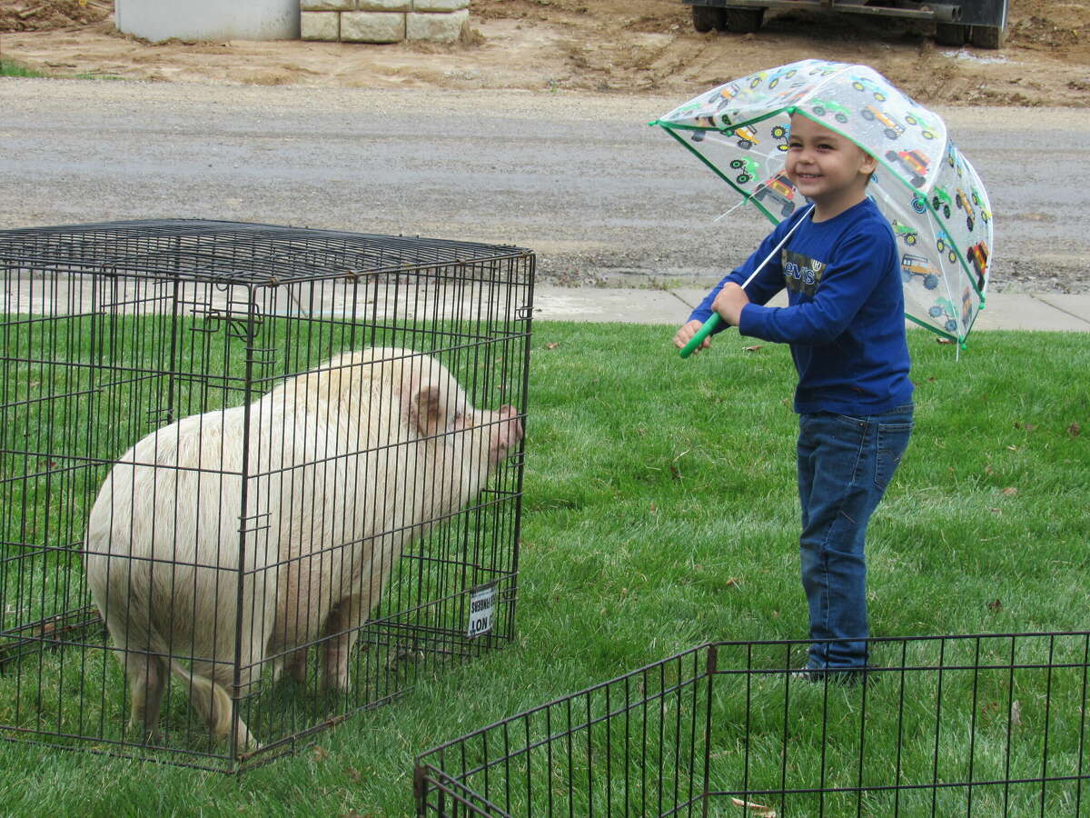 Keaton, 3, looks at the animals at the Easter event at Addington Place of Edwardsville  Friday. 