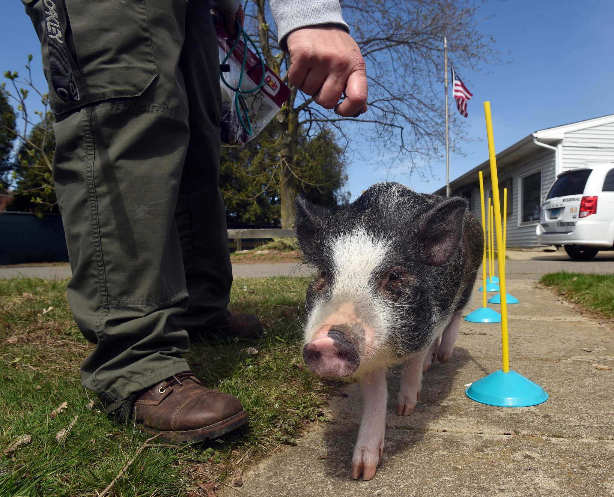 Porkchop the CT therapy pig still in training, but already melting hearts - Vimarsana News