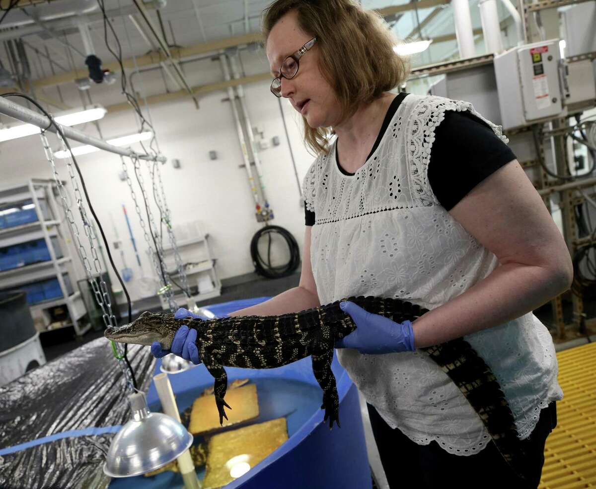 Lene Petersen, left, a a comparative physiologist and assistant professor at Texas A&M University at Galveston, holds a juvenile alligator that is part of her study to understand how the animals cope with higher-salinity environments.