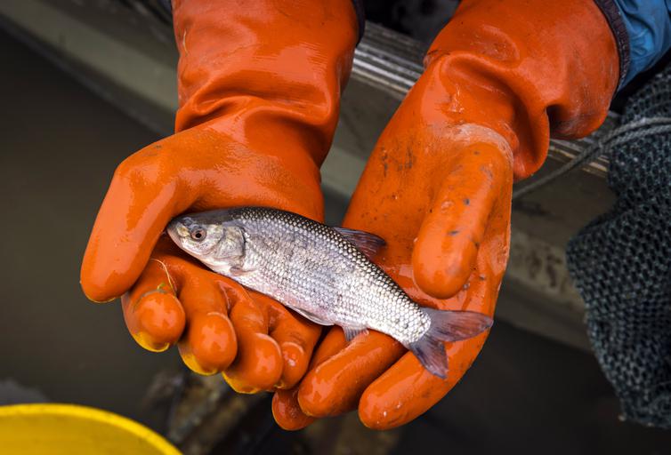 A vast California lake is set to run dry. Scientists are scrambling to save  its endangered fish