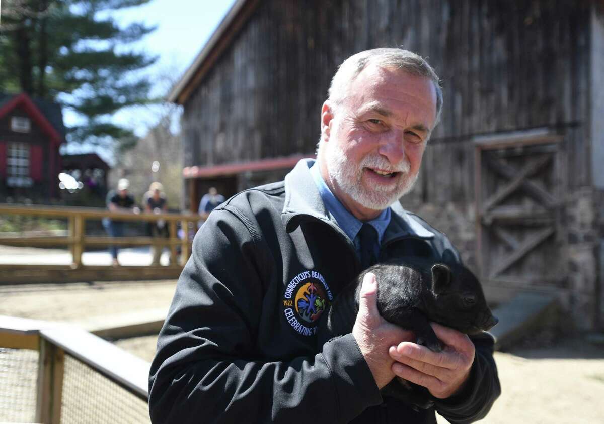 Director Gregg Dancho holds one of the Beardsley Zoo's new attractions, one of a litter of baby Guinea Hogs, at the zoo in Bridgeport, Conn., on Friday.