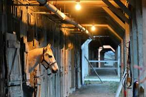 Horse slaughter ban pushed by New York racing industry, advocates