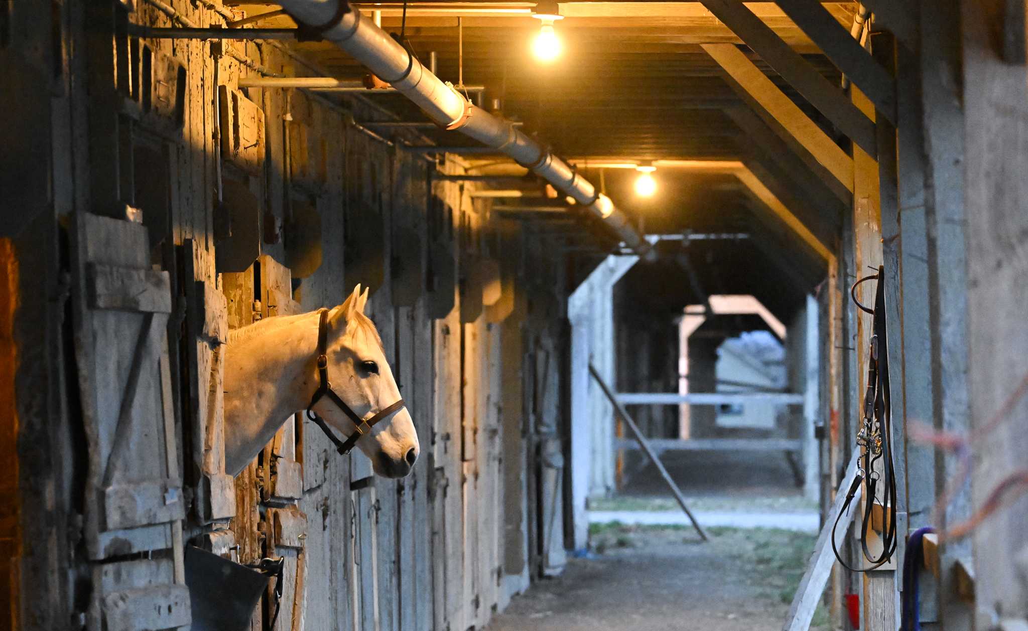 Federal horse slaughter ban pushed by New York racing industry, advocates