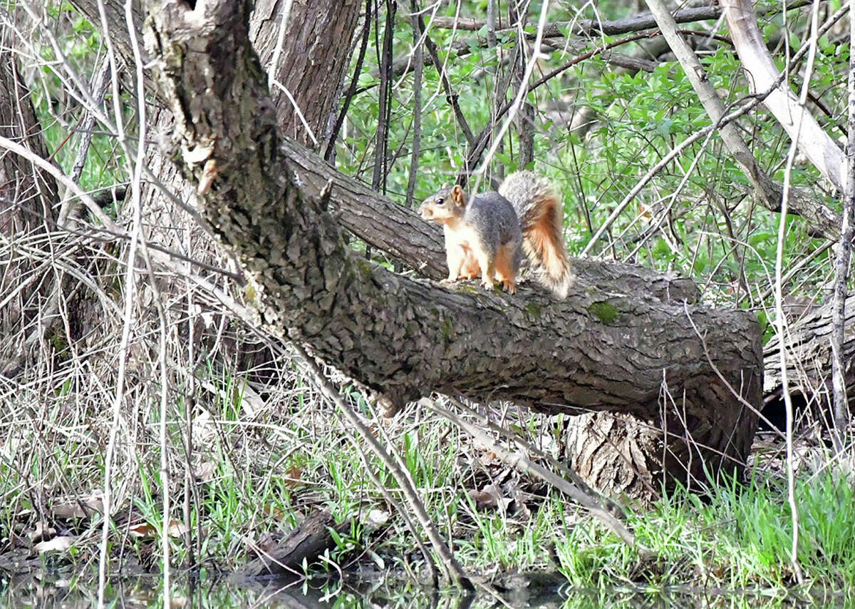 A fox squirrel makes its way through a wooded area.