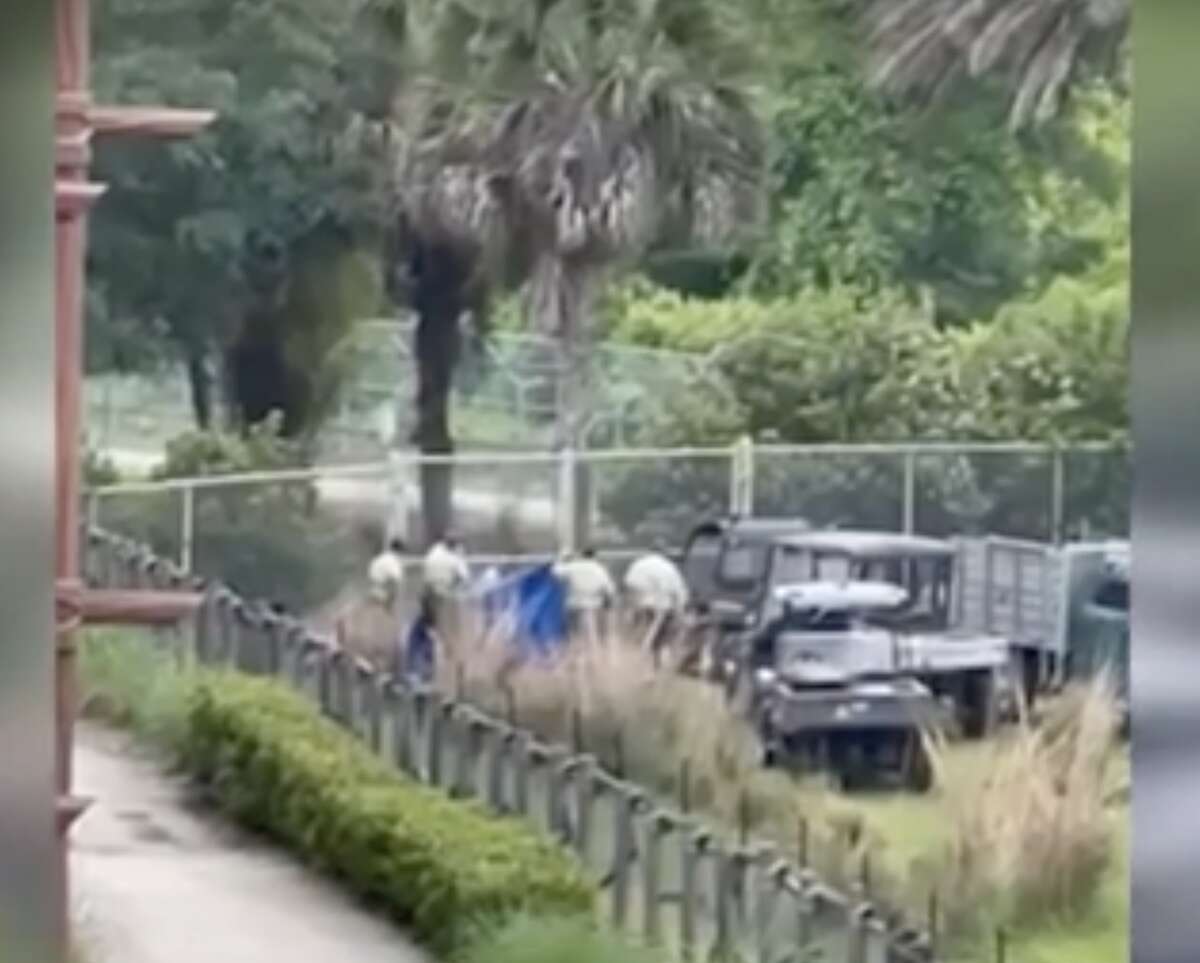 Zebra tragically dies at Disney's Animal Kingdom Lodge