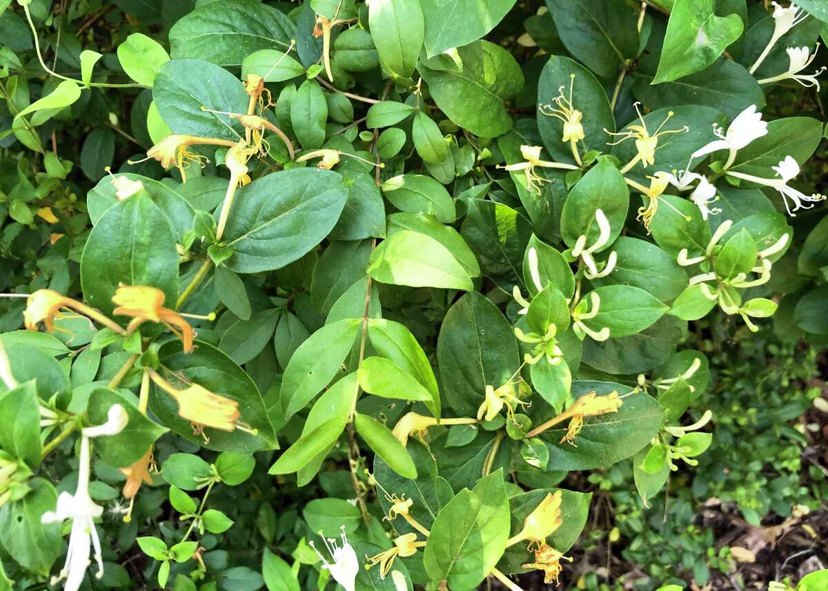 While it?’s an attractive vine, Hall's honeysuckle clambers beyond its boundaries and can end up girdling tree branches and smothering shrubs. More than that, however, birds end up ?“planting?” it far and wide. It?’s one of the most invasive plants in Texas and is not recommended.