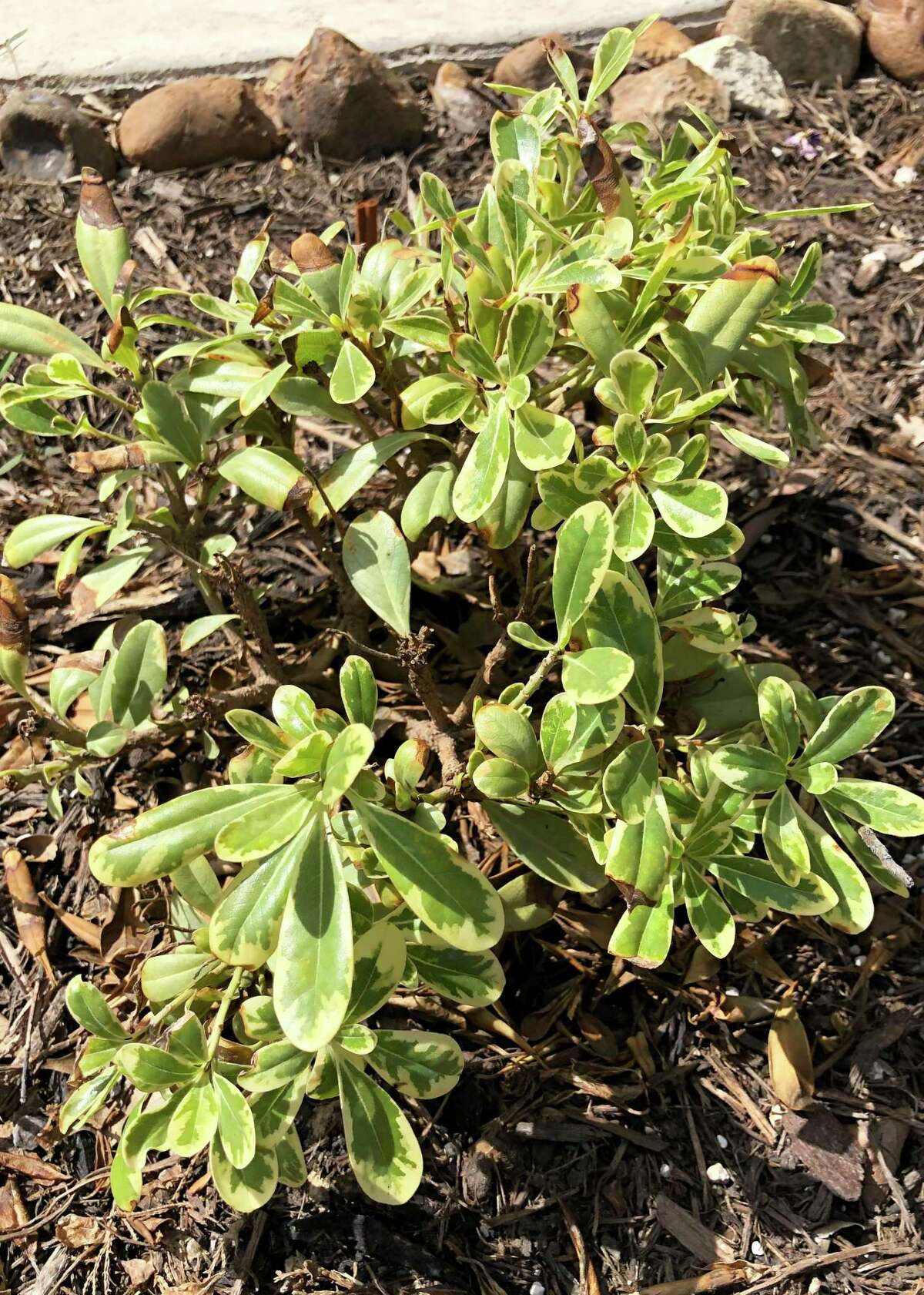 The brown edges on the leaves of this newly planted pittosporum indicate it may have gotten too dry soon after planting, it might have gotten too much fertilizer soon after planting, or it may be suffering from wind burn from the spring breezes.