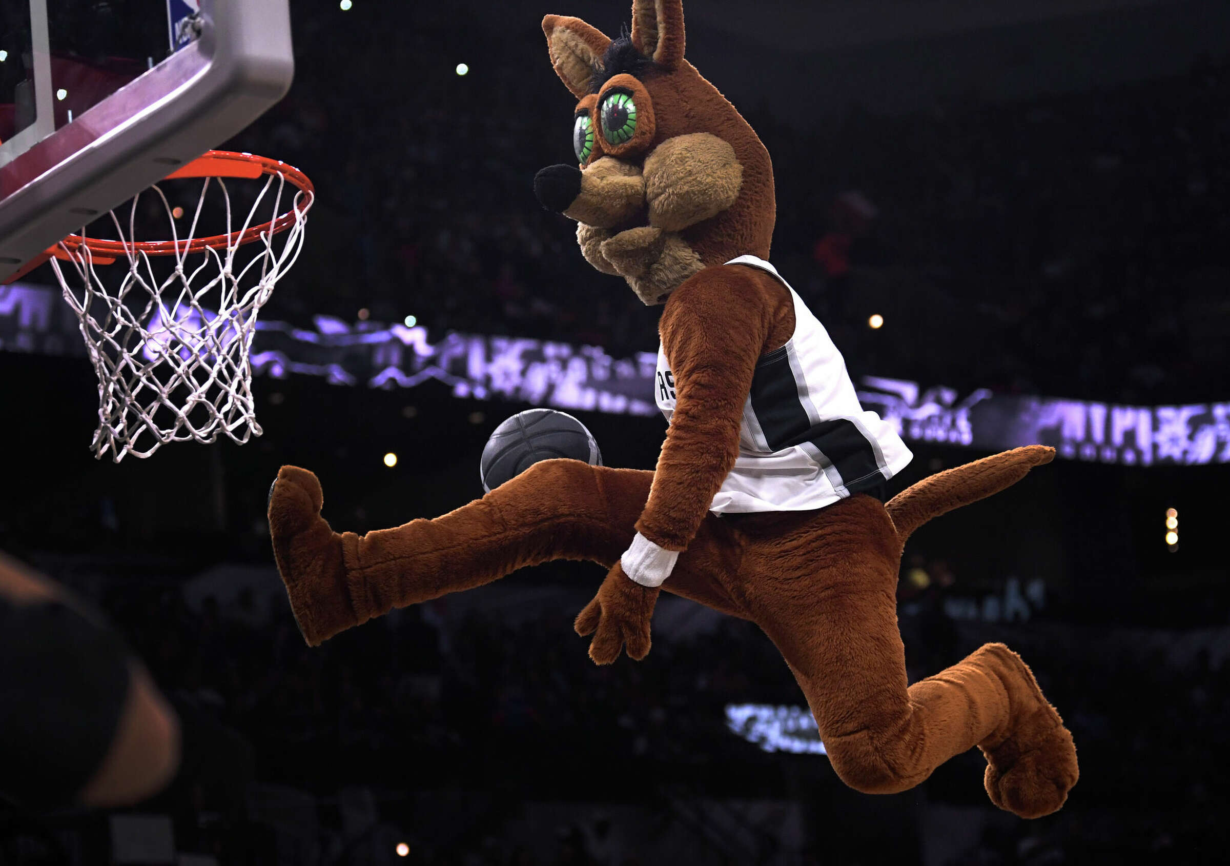 Coyoto dunks a basketball