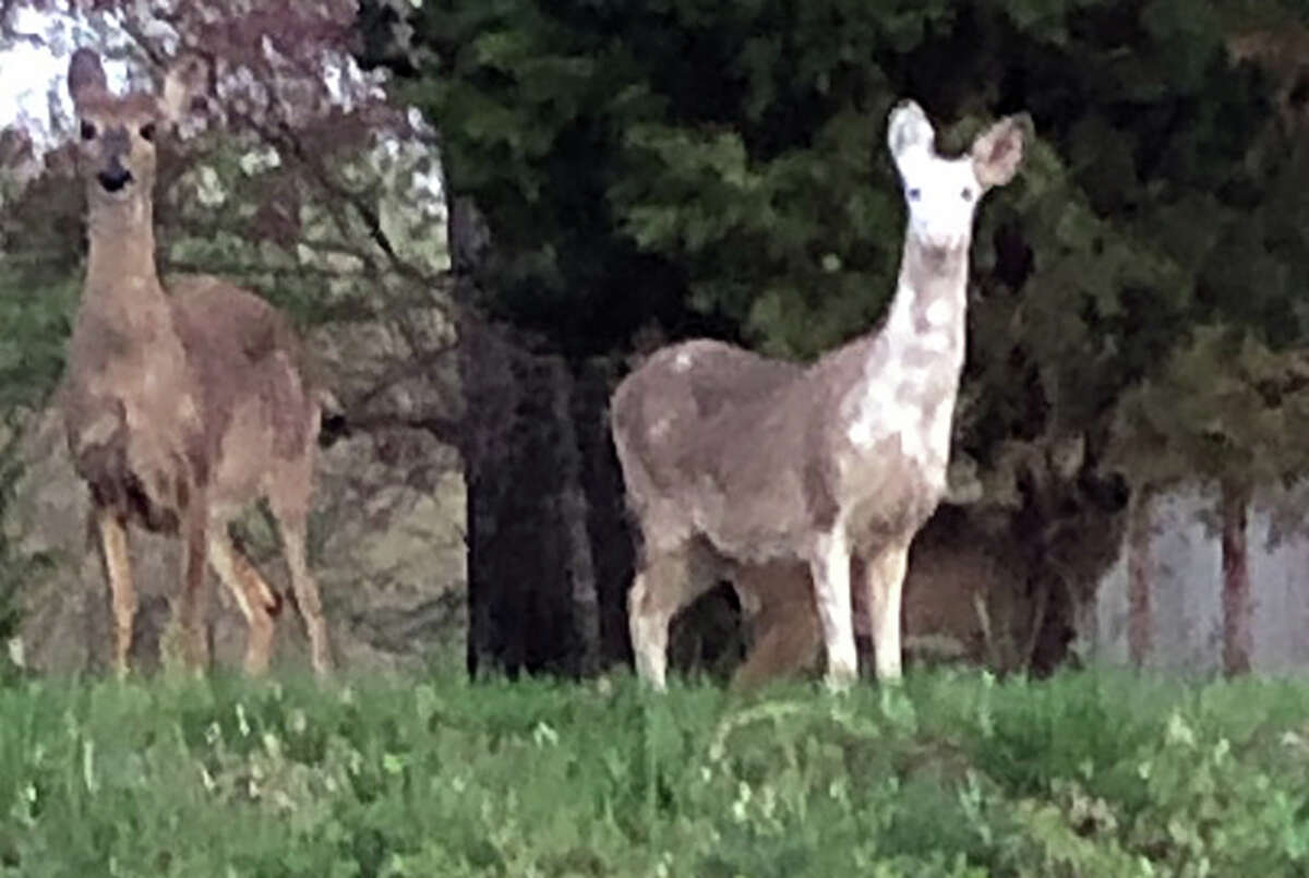 The pair of deer Tindall saw last week on West Union St. 