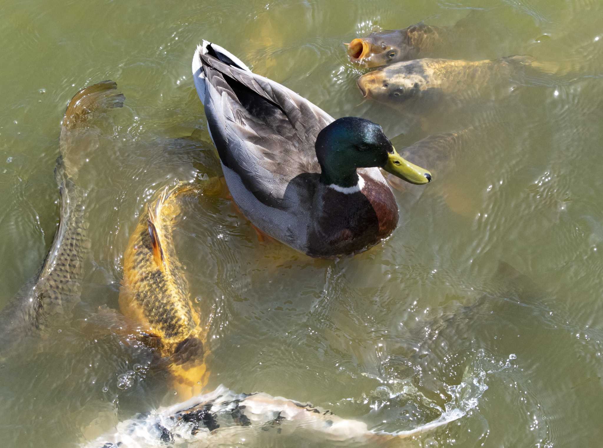 Dead Ducks At The Crossings Had Bird Flu Lab Reports