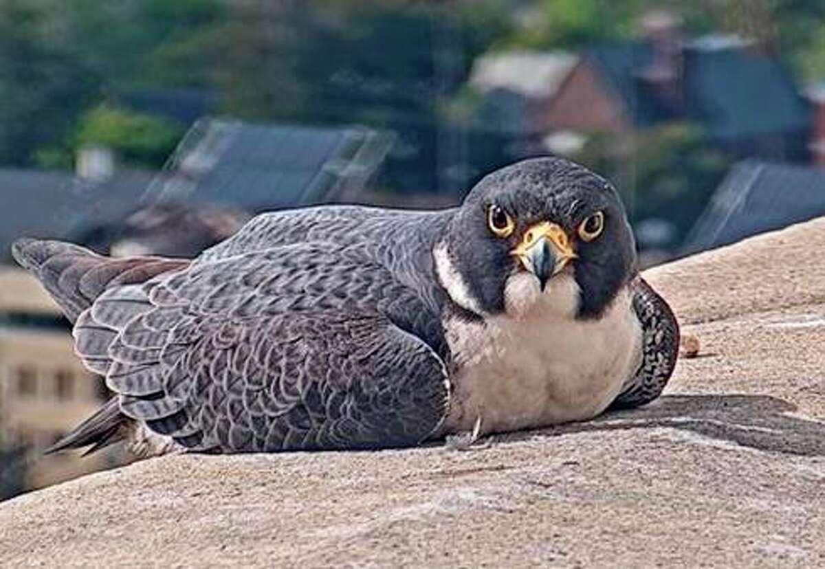 The falcon who has faithfully stayed by Annie the peregrine falcon’s side since the death of her longtime mate Grinnell last month has a new name.