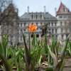 A tulip starts to bloom in front of the New York State Capitol on Monday, April 18, 2022 in Albany, N.Y.