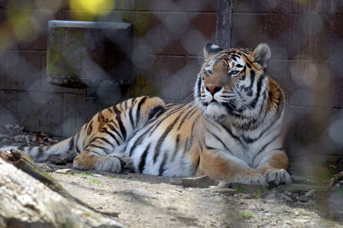 An Amur tiger at Connecticut’s Beardsley Zoo, in Bridgeport, Conn. April 18, 2022.