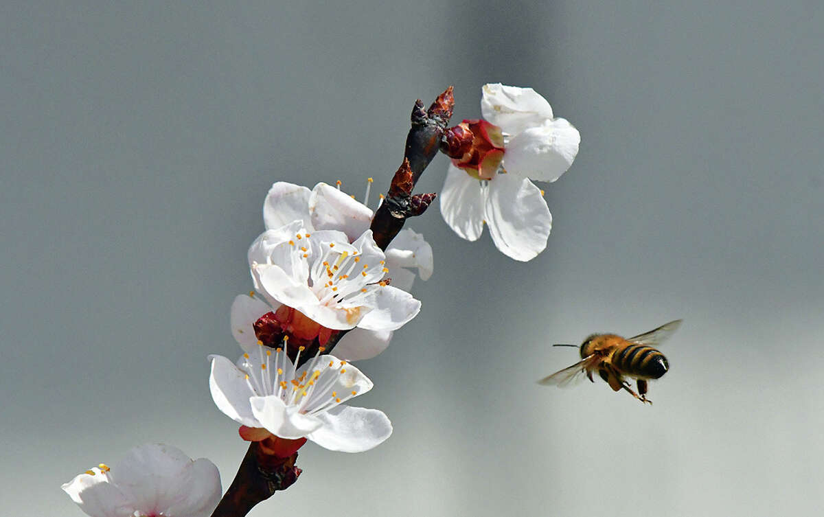 A bee makes its way toward a flower to gather pollen for spring. West-central Illinois will experience a few more days of not-springlike weather, with highs in the low 50s, until temperatures start warming Thursday. It could reach into the 80s by this weekend, according to forecasters.