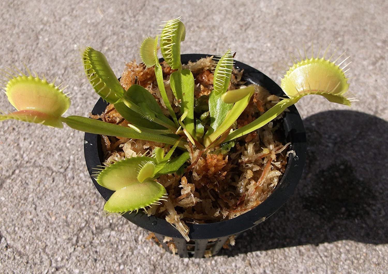 The best plants for terrariums - Vimarsana News
