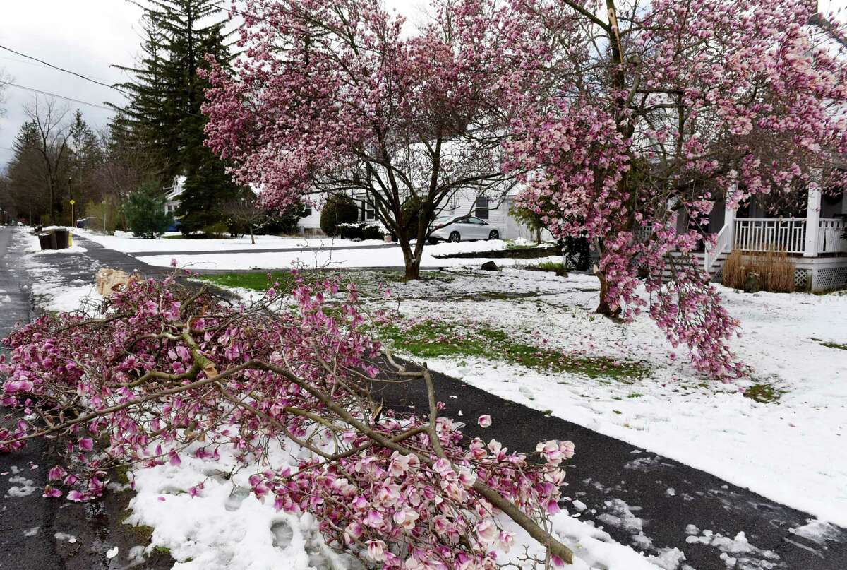 Branches from a magnolia tree are gathered on the sidewalk along Adams Place after the tree suffered damage from a heavy spring snowfall on Tuesday, April 19, 2022, in Bethlehem, N.Y.