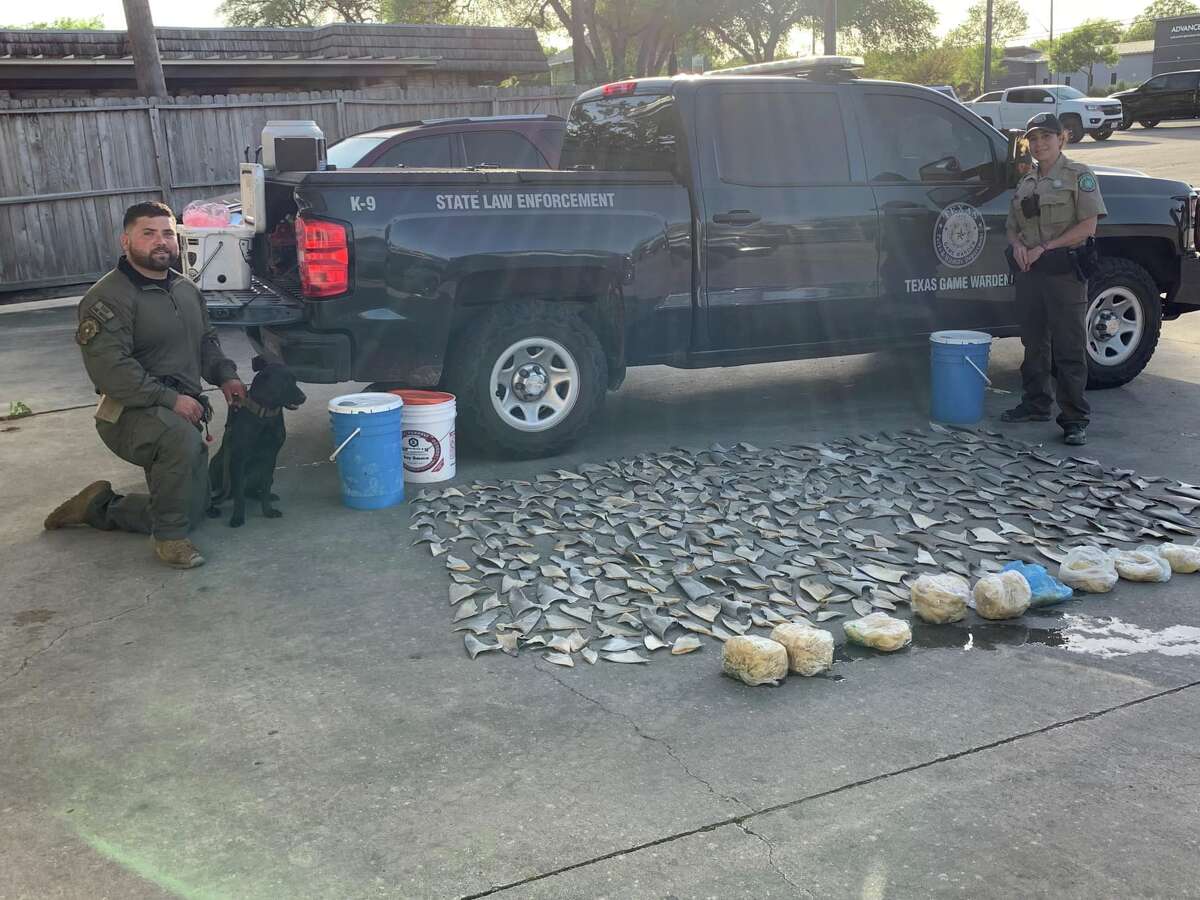 Texas Game Wardens found more than 300 whole shark fins and an additional 29.2 pounds of frozen shark fins inside a restaurant in San Antonio on April 13. 