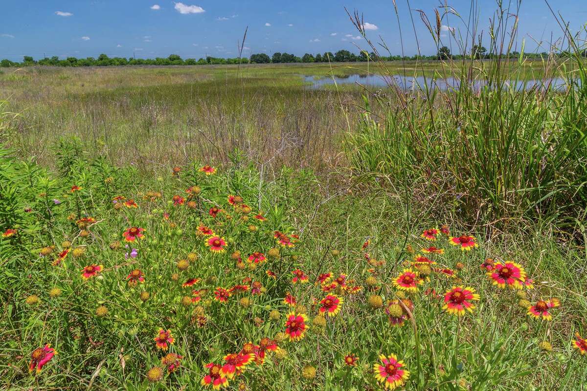The City Nature Challenge will be held at the Katy Prairie Conservancy's Indiangrass Preserve and other locations around the city. Participants can also gather data in their neighborhood or yard. Photo Credit: Kathy Adams Clark. Restricted use.