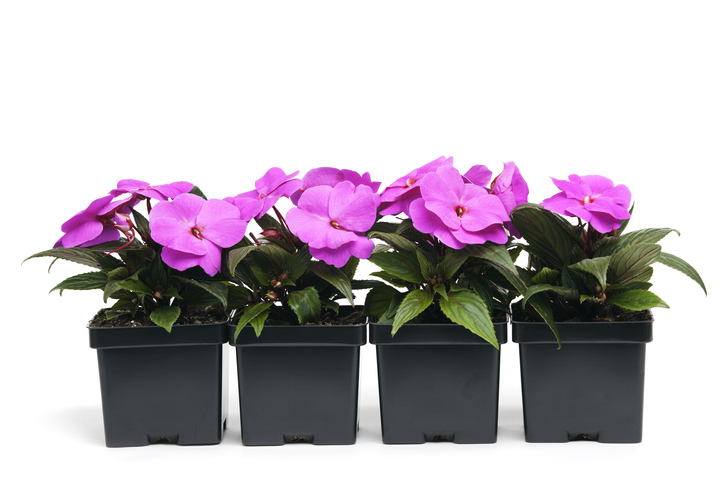 Jacksonville FFA holding annual plant sale - Vimarsana News
