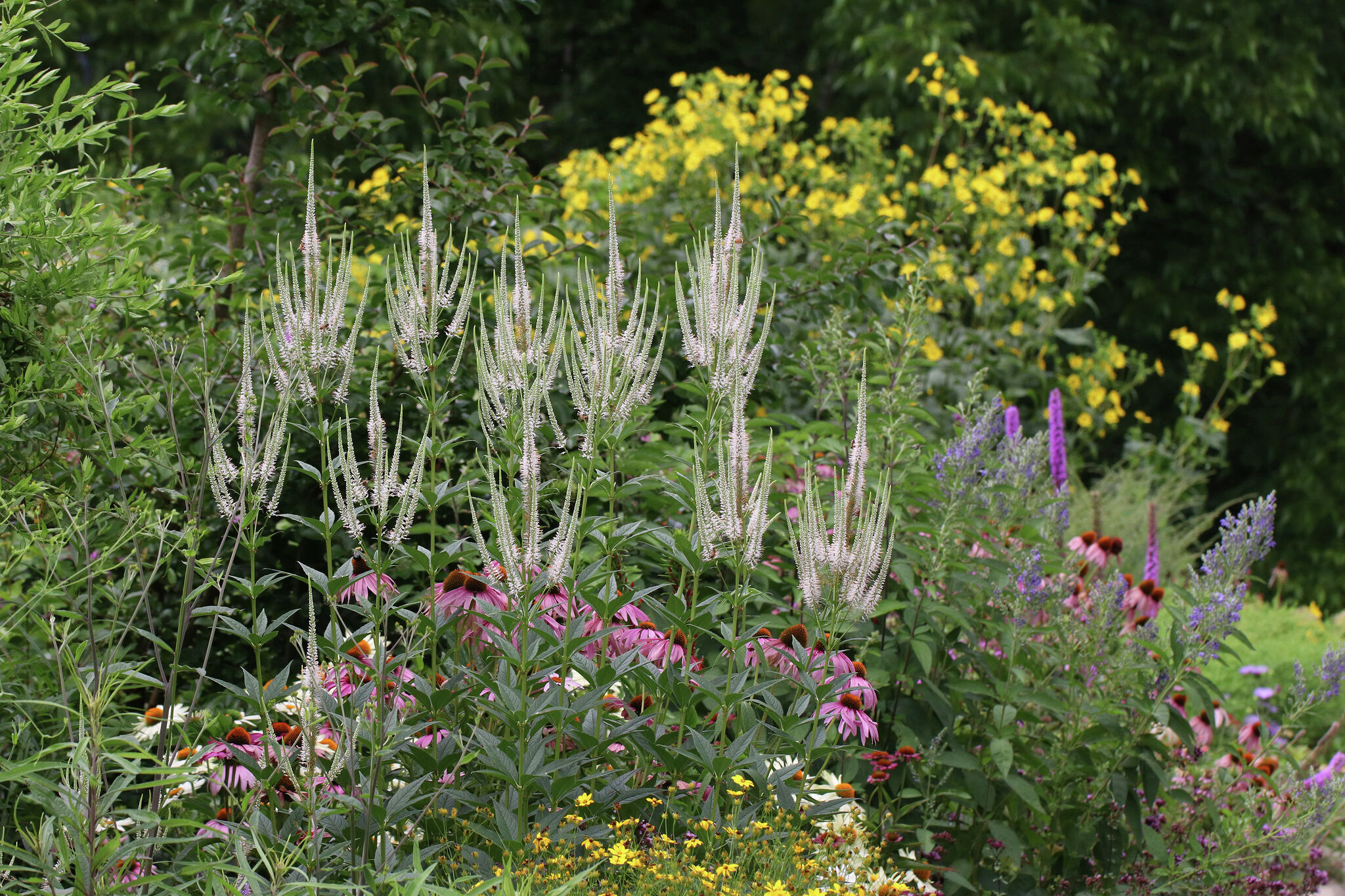 Even after Earth Day, plant native plants, practice benign neglect - Vimarsana News