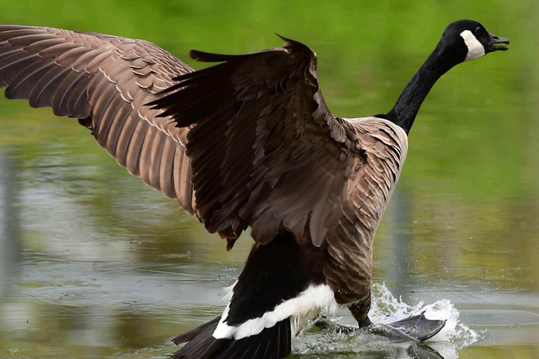 Serious avian flu cases detected in New York