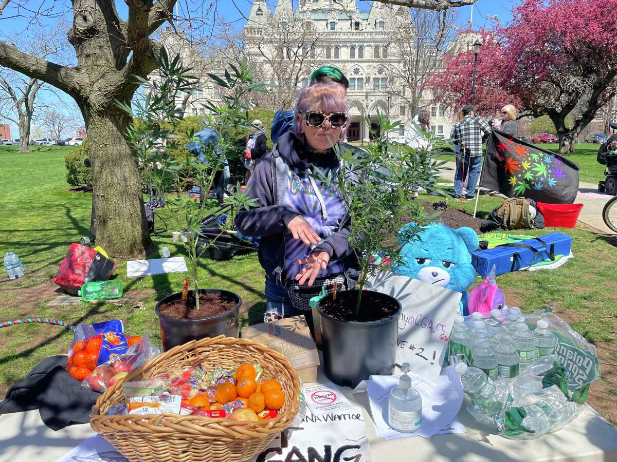 Gina Sanders, 41, Hartford, stands before two marijuana plants grew at home as part of a gathering outside the state Capitol in Hartford on April 20, 2022. Sanders said she's been bringing the plants to the spot weekly to protest a proposal to ban the practice of cannabis gifting.