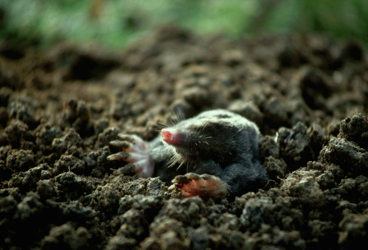 Moles are attracted to areas with a good supply of food which can also signify a healthy environment. By making your yard a less habitable area to moles or by using traps, it is possible to rid your yard of moles.