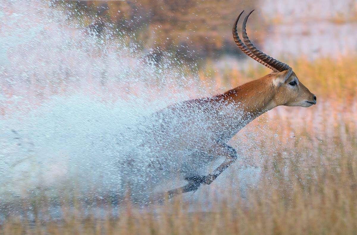 A male red lechwe antelope (Kobus leche) dashes through the flooded savanna grasslands of the Okavango Delta in Botswana.
