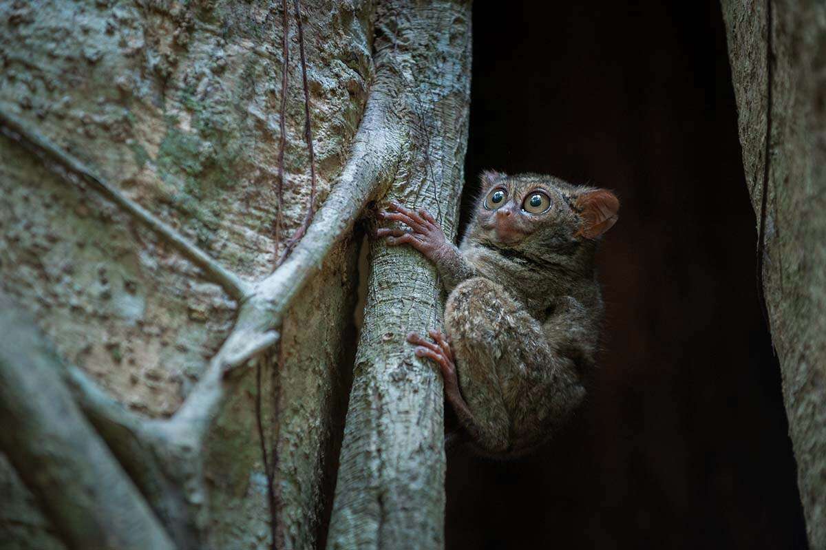 Crane travels all over the globe, including to Tangkoko National Park in Sulawesi, Indonesia, where he photographed a spectral tarsier (Tarsius tarsier), lit only by moonlight.