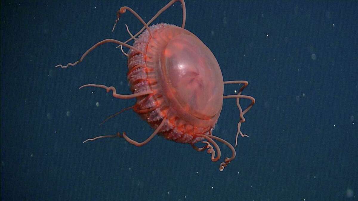 A new species of deep-sea crown jelly, Atolla reynoldsi, was discovered by Monterey Bay Aquarium Research Institute researchers. This one was observed off Monterey Bay at a depth of 4,603 feet by a remotely operated vehicle in 2006.