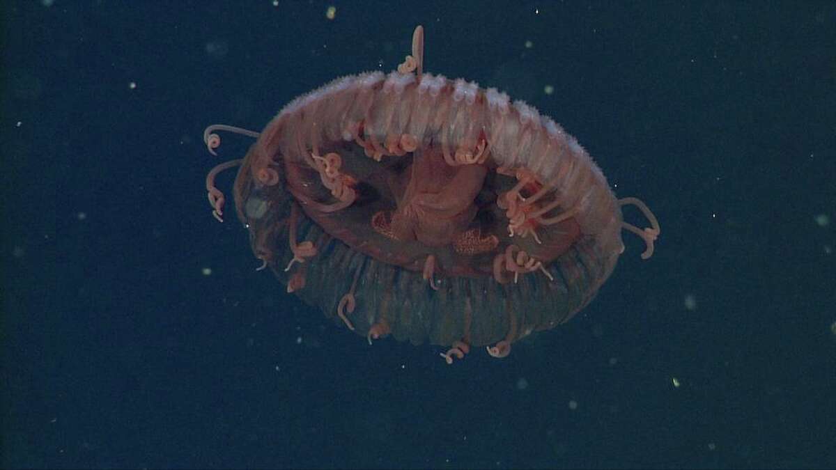 A new species of deep-sea crown jelly, Atolla reynoldsi, was discovered by Monterey Bay Aquarium Research Institute researchers. This one was observed off Monterey Bay at a depth of 4,951 feet in 2014.