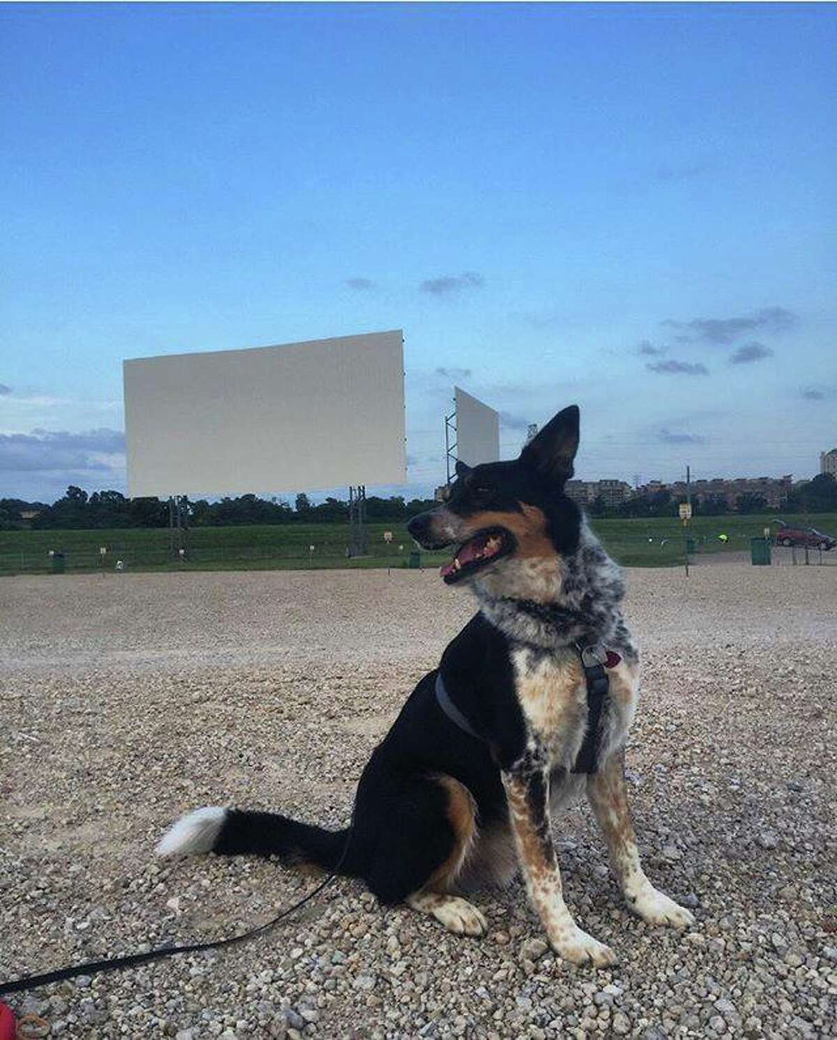 Coyote Drive-In Theatre in Fort Worth, Texas. 