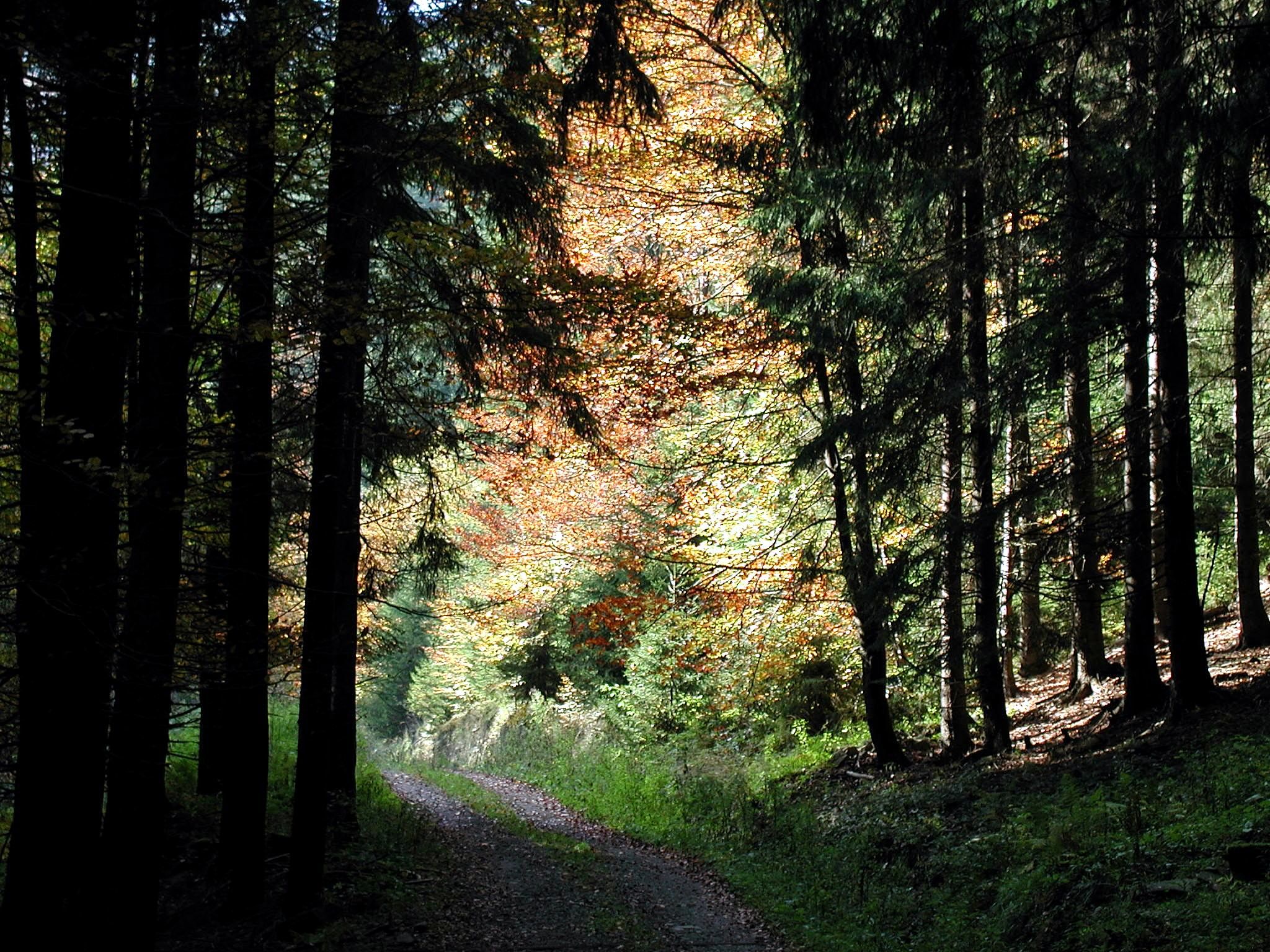 Human Dangers In The Woods