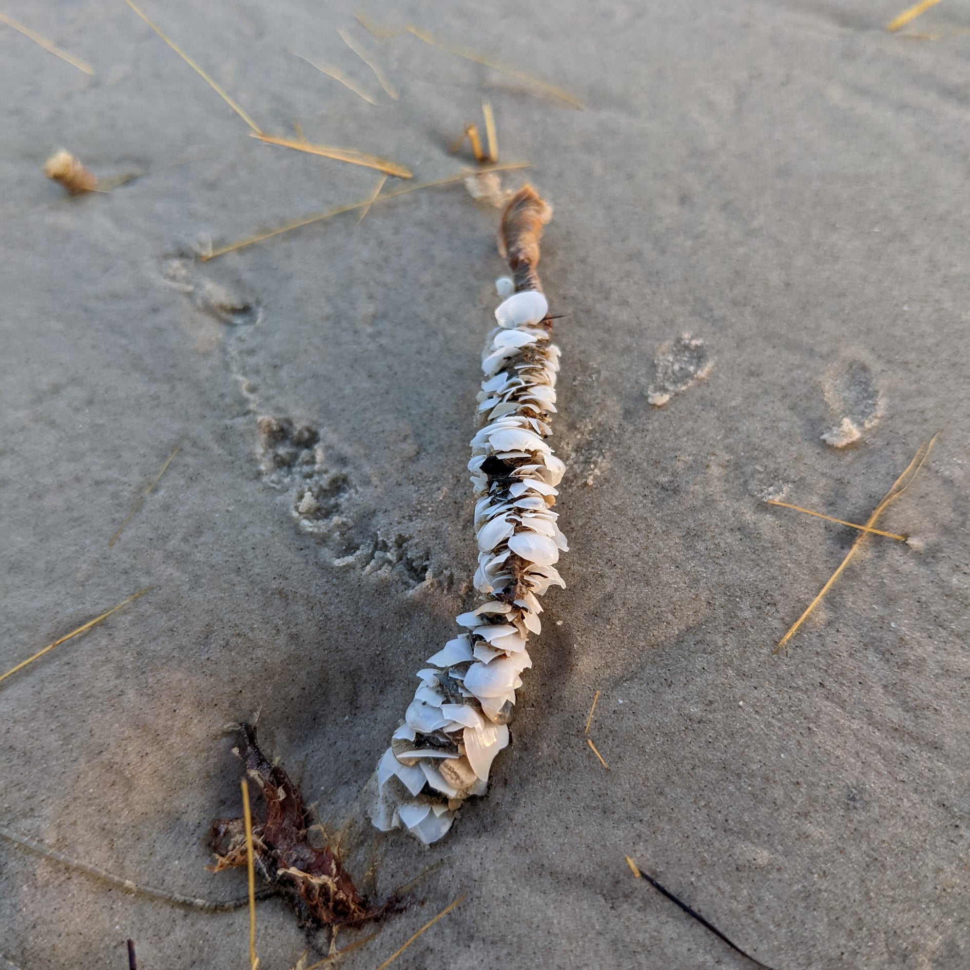 A strange shell-covered worm just appeared on a Texas beach