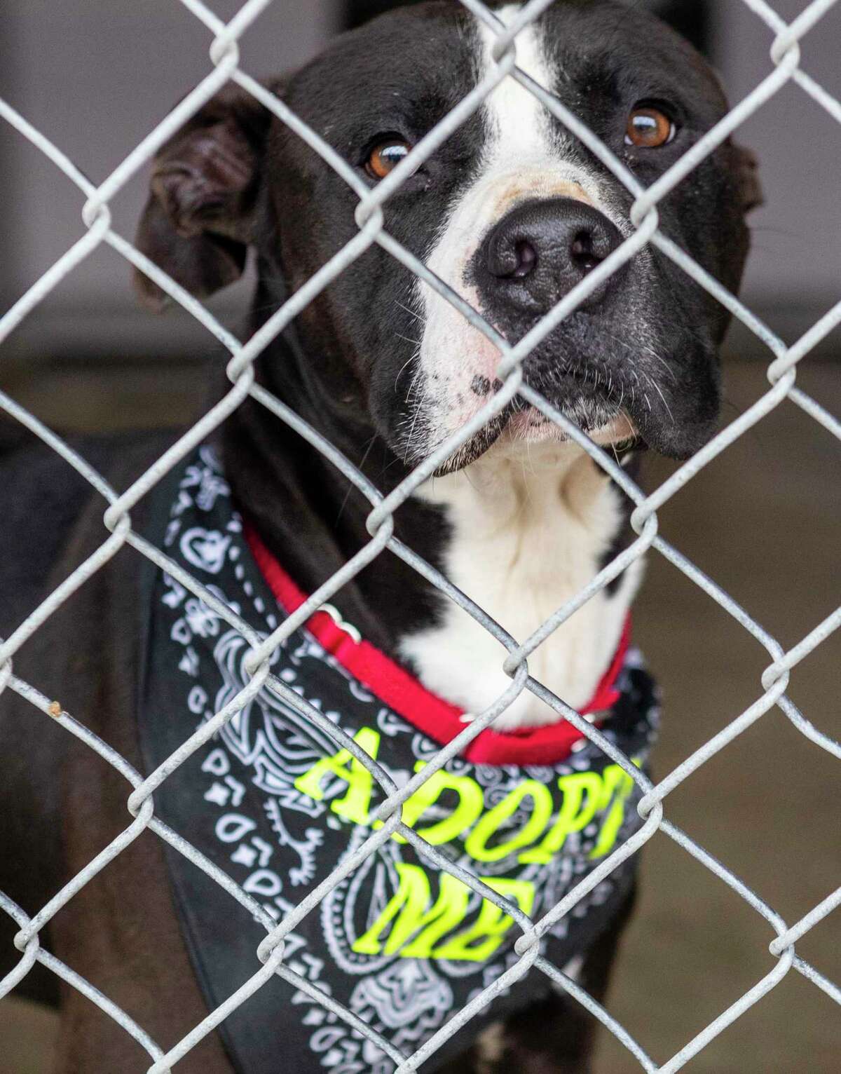 A dog waits April 19, 2022, for adoption at the San Marcos Regional Animal Shelter. As the human population along the I-35 corridor between Austin and San Antonio continues to boom, shelters are struggling to deal with overcrowding of unwanted pets.