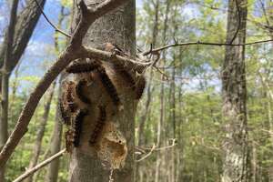 Robert Miller: The moth that endangers CT’s trees has a new name