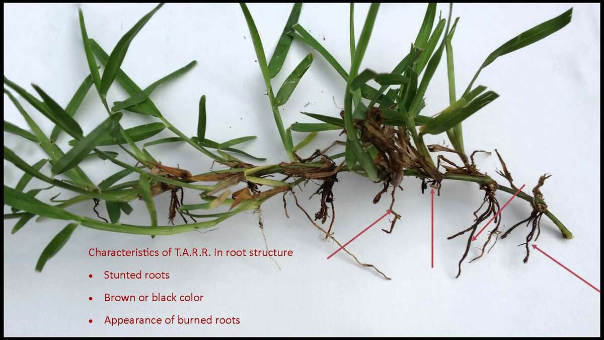 The image displays signs of Take All Root Rot, which is common in this area and can be damaging.