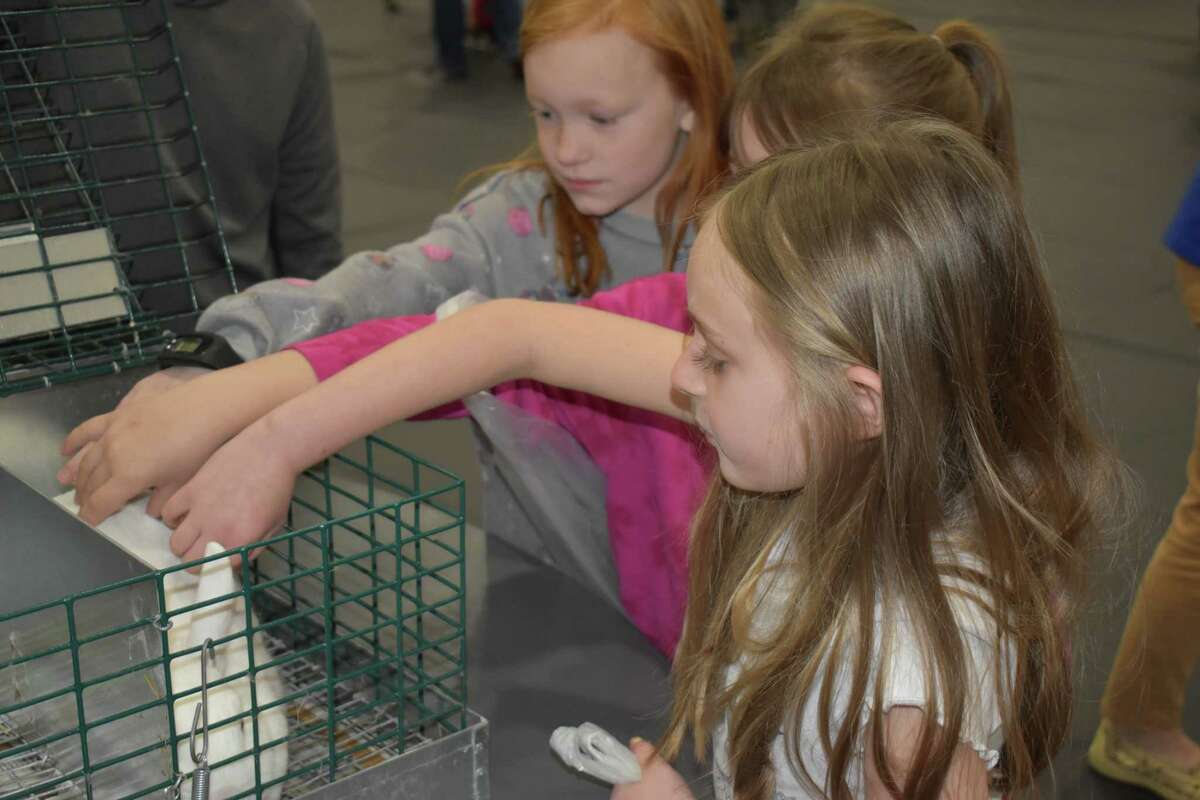 Virginia Elementary School fourth-grade students Paisley Probst (front), Cecilia Miller and Claire French pet and learn about rabbits Thursday during Ag Day at the school.
