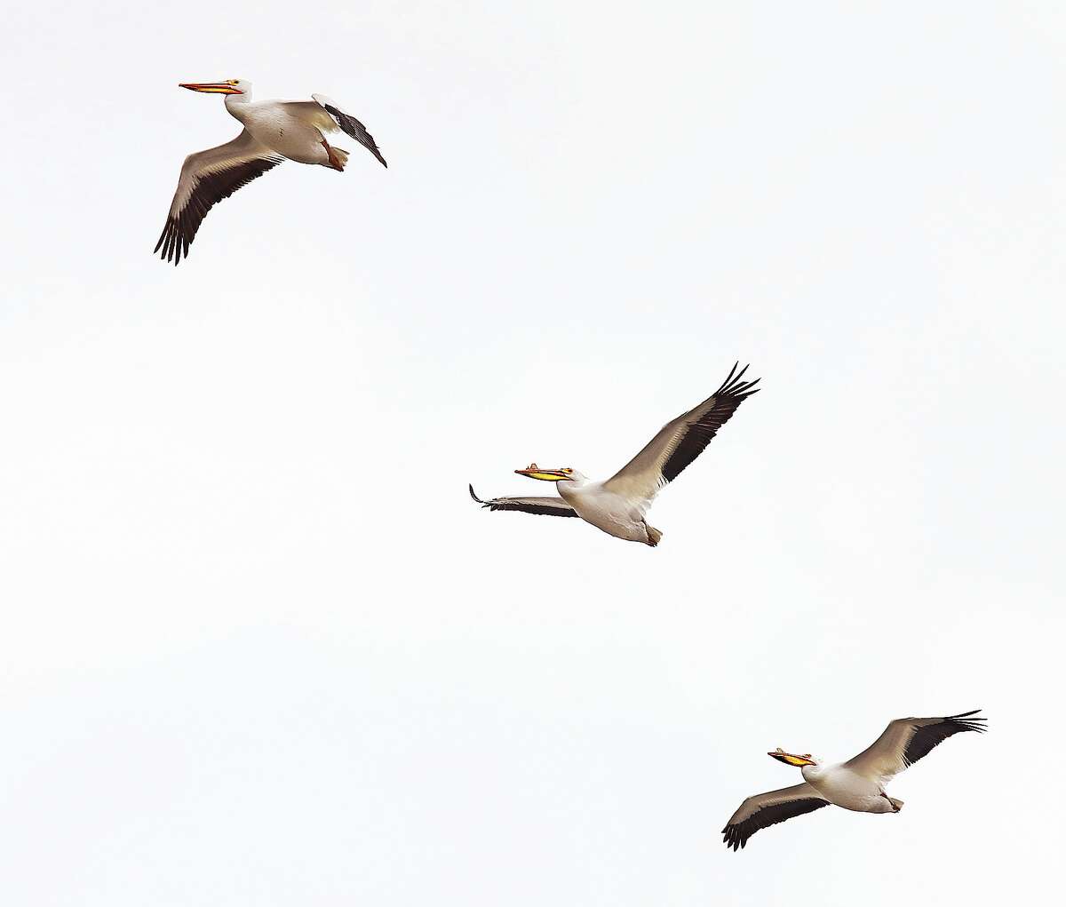 Three pelicans fly toward the Clark Bridge Thursday where dozens of other pelicans were circling in the sky. Perhaps they were arriving for Earth Day 2022 which is on April 22 every year. Friday marks the 52nd annual Earth Day which started in 1970.