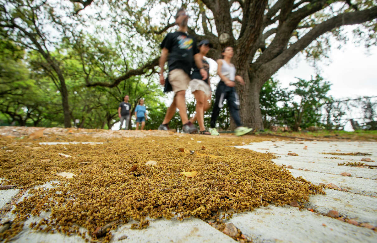 Clumps of catkins from the oak trees that line the trail fill the sidewalks along Rice Boulevard, Tuesday, April 12, 2022, near Rice University in Houston. The area has seen record pollen counts over the past weeks inflaming allergies.