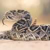 A rattlesnake is pictured in this file photo.