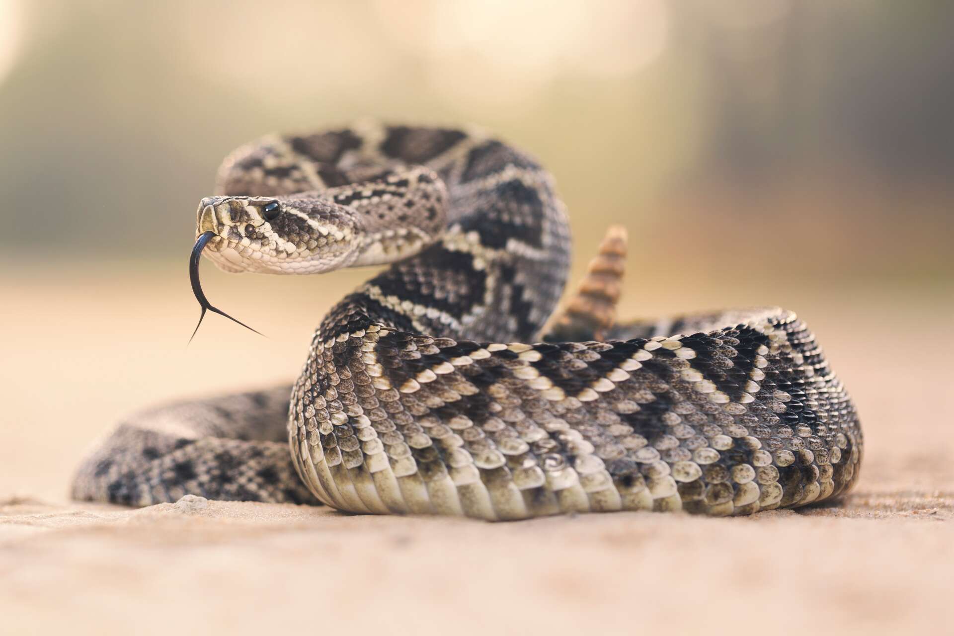 It's Texas rattlesnake season, but are there rattlesnakes in Houston?