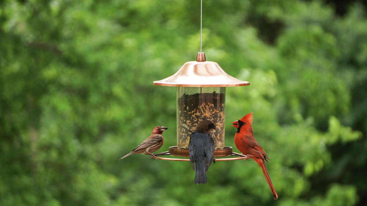 State officials are urging people to avoid filling bird baths and feeders until at least the end of May because of an outbreak of avian influenza.