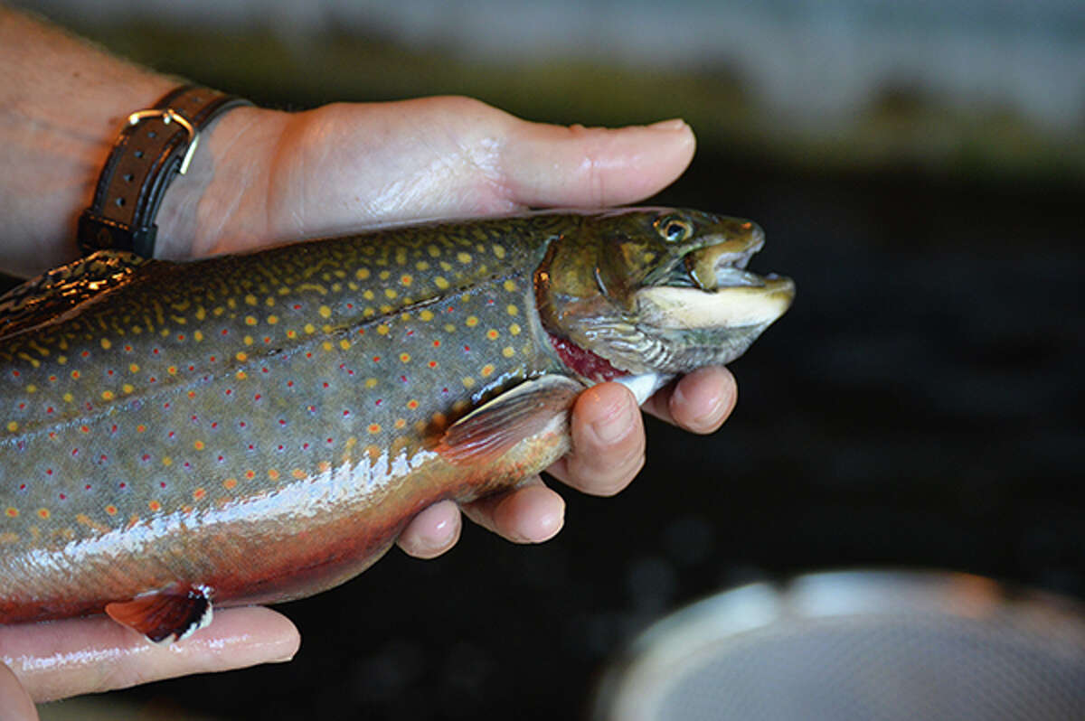 Angler holding a brook trout. Michigan's statewide trout fishing season opener is April 30.