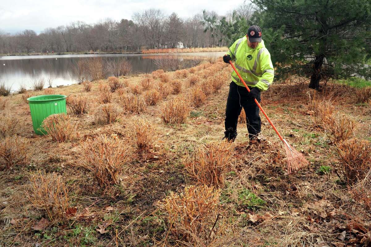 Glenn Wargo of the Trumbull Parks Department cleans up after pruning dozens of dogwood shrubs in Twin Brooks Park in Trumbull, Conn. April 5, 2017.