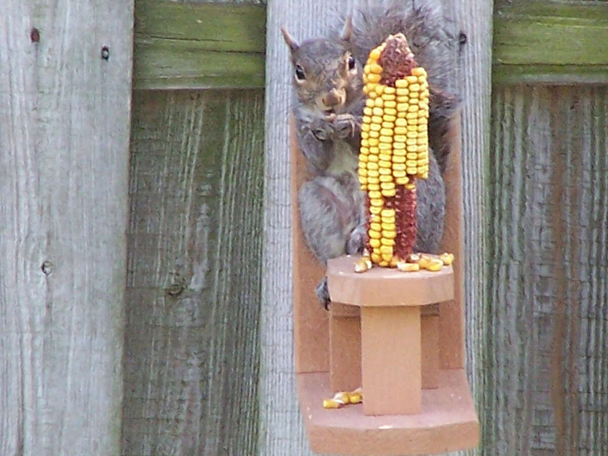 A squirrel is caught mid-munch while eating from a corn cob at a backyard feeder.