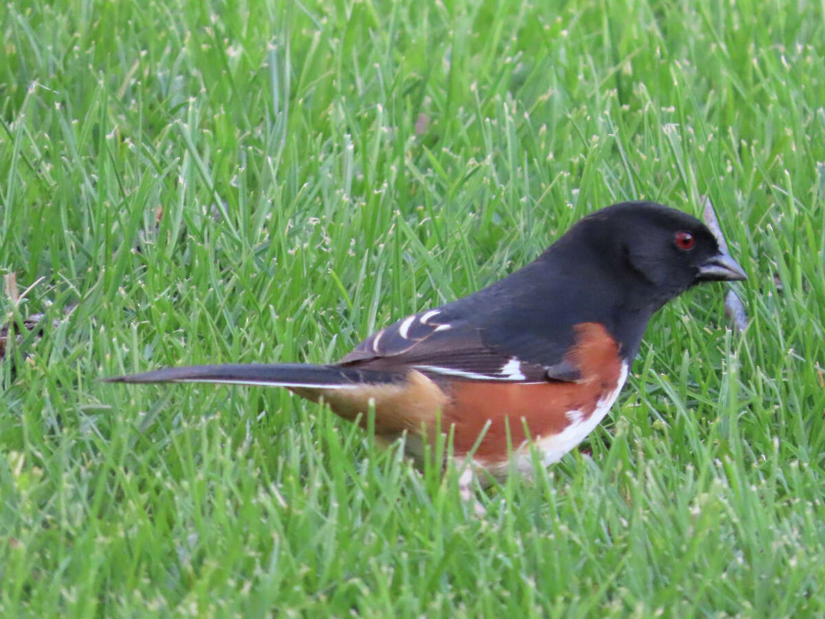 A rufous-sided towhee searches for a snack in a Jacksonville yard. The bird is sometimes called a chewink because of the sound it makes.