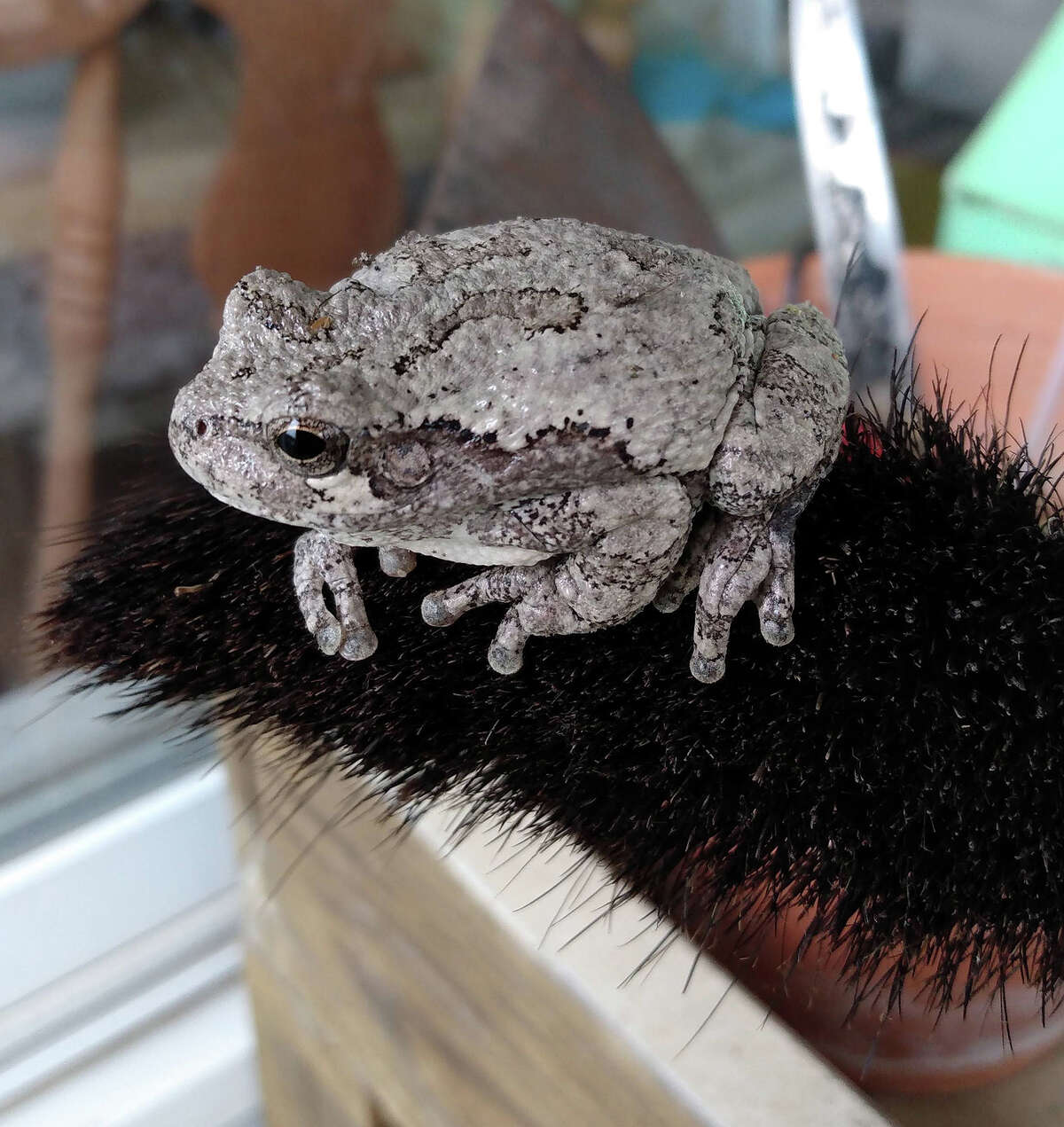A frog rests on a brush on a potting bench in Greenfield.